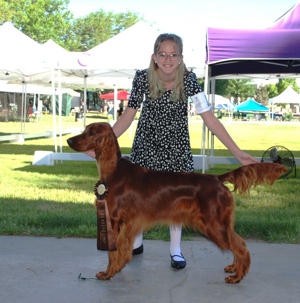 Payton showing Zoom at the Irish Setter National on June 11th, 2022.