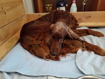 Kash would prefer that I leave her and the babies alone - see her cover the puppies with her head! lol