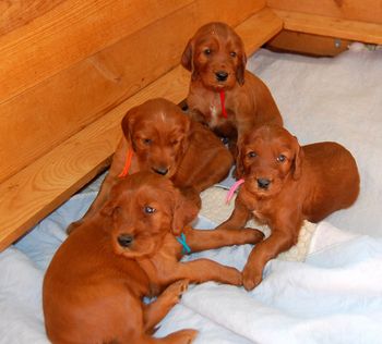 This is the 4 puppies that are with Katie. The blue & red are the boys and the pink and orange are the girls.