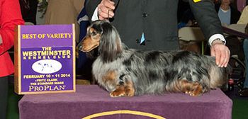 CH. Kaycees Galewinns Starburst at Wagsmore ML
"Rascal wins Best Of Breed at the Westminster Kennel Club show!!!! And we were there to see it!! Now I can cross something big off of my bucket list! :)