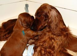 Tank with his mom Rio at 3 weeks old. Awww....