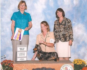 "Revvie" (Click on Revvie's name to go to her page) CH. Kaycees Galewinns All Revved Up MLD (BISS Ch. Wagsmore of Souvenir ML x Ch. High Plains Giddy Up MLD)