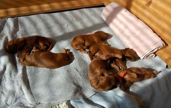 I came in to the puppy room this morning and the sun was shining in. The puppies looked so content laying in the sun.