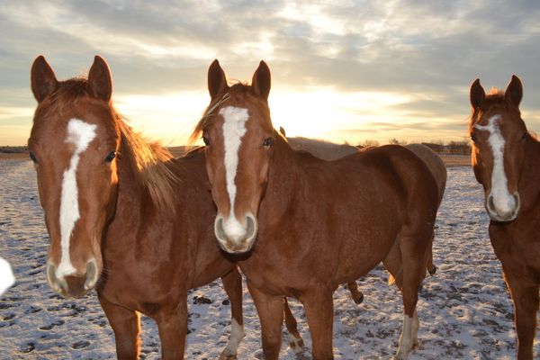 A candid shot of a few 2019 Chexsboonsmal foals