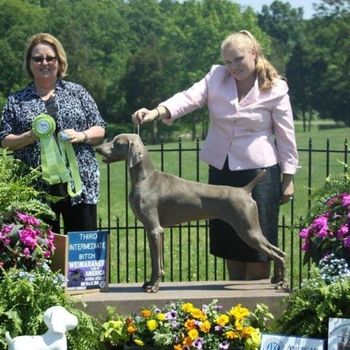 Am Ch Rissana Hillwood's Perfect Harmony at Greydove Imp USA s. Am Ch Nani's Indecent Exposure BROM d. Am Ch Colsidex Seabreeze Perfect Fit BROM