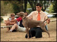 Junior Croatian Champion Champion of Montenegro R. Best in Show winner Greydove Just Because Owned & Loved by Kan Trace, Croatia
