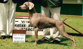 Am Ch Greydove 'Ekahi Island Gal USA Multi Best in Show All Breeds Multi Best in Show Specialty WCA Top 10 - 2005 and 2007 2005 & 2007 WCA Top 20 Invitee 2005 & 2007 Eukanuba Invitee