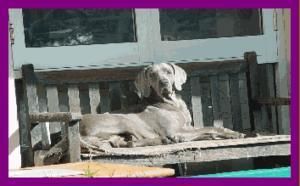 Greydove Zandra Rose s. Dual Ch Waldweise Ndoubt About It d. Ch Greydove Nice N Easy Owned by Janet in South Australia, Poppy trains as a Pets for Therapy Dog.