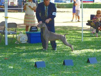 Multi BIS Am Ch Greydove 'Ekahi Island Gal "Tita" - what a delight to finally see this young lady and what a bitch ... Tita won Best in Show at both the shows we attended together with her All Breeds BIS the weekend before she had won 3 out of 4 BIS offerred to her this year in Hawaii.