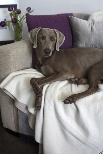 Aust Ch Greydove 'Ekahi Surfer Girl Imp USA The current 'Princess' at Greydove s. Am Ch Nani Tsurutani Honor Bound JH d. Am Ch Greydove Ekahi Island Gal