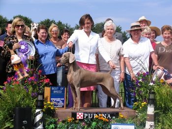 CH Colsidex Seabreeze Perfect Fit "Marge" Top Winning Weimaraner of All Time - World Wide Winner of 3 National Specialty Best of Breeds 36 All-Breed Best in Shows, 29 Best in Specialty Shows, Futurity and Maturity Winner, Westminster Kennel Club 2008 Top Sporting Dog AKC Eukanuba National Championship 2007 Top Sporting Dog OFA Good, Elbows Normal, Thyroid Normal