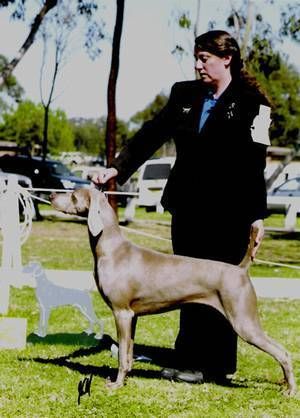 Greydove Rhapsody in Blue AI s. Am Ch Valmars Sage V Wustenwind USA d. Ch Clayco Just It Owned by Wendy & Kim, NSW. Scarlett runs the house at their boarding kennel and has some excellent field instincts and obedience.