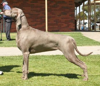 Greydove Weeping Willow s. BISS/BIS Ekahi Greydove Quicksilver USA d. Greydove Aint She Sweet Owned by Sandi in Victoria, Willow has just began her show career.