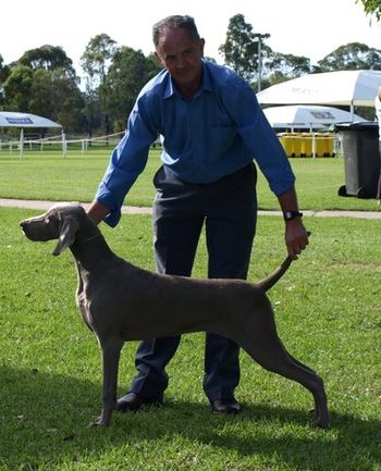 Greydove Brandy Coral s. BISS Ch Ghostwind Smokin Gun d. Greydove Kindred Spirit Owned by B & G Stevenson, Graywisdom Kennels, Sydney.