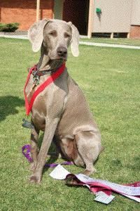 Dual Ch Greydove Uptown Girl s. Dual Ch Waldweise Ndoubt About It d. Ch Greydove Nice N Easy Owned by Lin in Victoria, Aimee has excelled in several versatilities for her owner and newly as a mother.