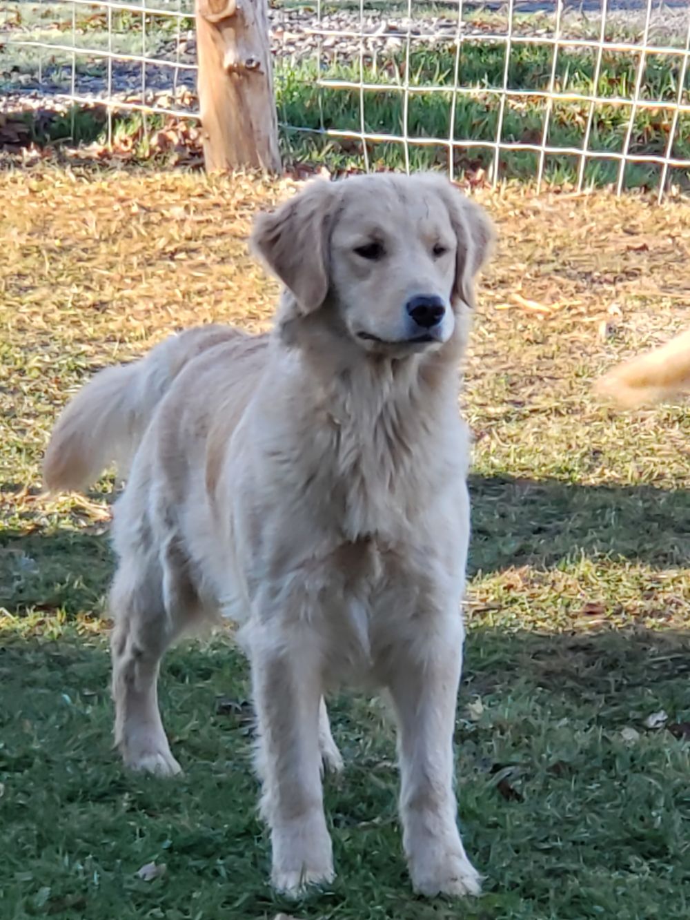 Gemma Nov 2020