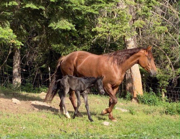 Alberta with her filly, photo credit to KDA Morgans.