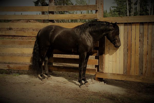 Mystik’s Smokin Ace - 2018 stallion