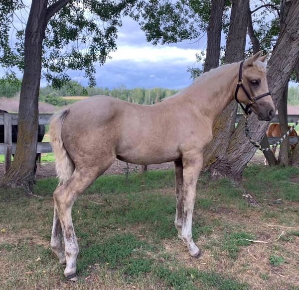 Tangowood’s Elite Soleil - 2021 Filly
