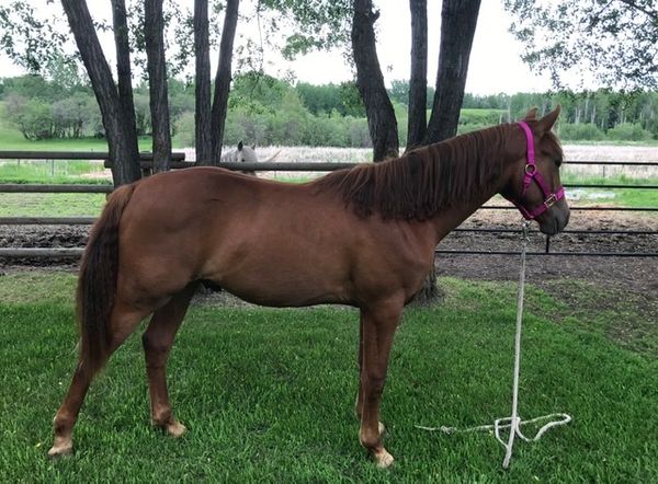 Tangowood’s Wings of War x Mystik’s Noble Justice