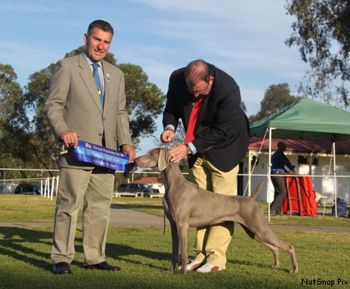 Charli 11 months winning Puppy In Show NSW Gundog Society Champ Show under Mr Paul Robinson (Robwyn Pointers)