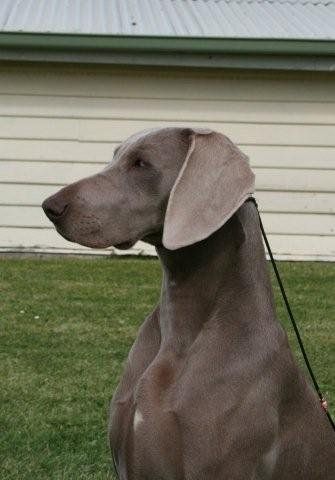 Charli head shot 13 months Hobart Royal 2009 RUBOB/BCC from the Junior Class. Photo Barbra Killworth (CABAL)