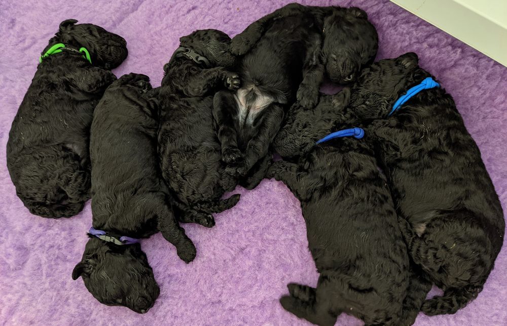 01/2021 Kovu X Harper Lion King 2 Litter