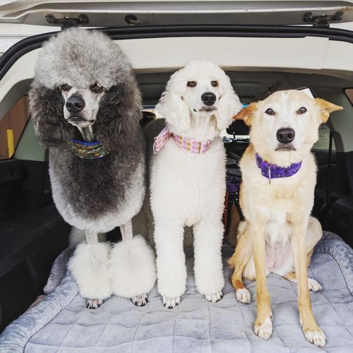 Kovu, Harper, and Kennedy after Kovu's retirement show!