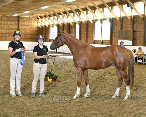 Remarkable HHF (2016 Gelding)