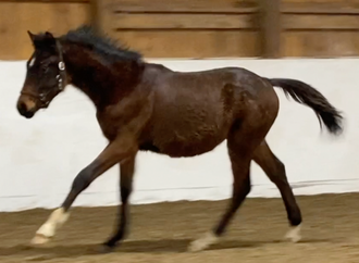 Rocketman is a beautiful colt by Rascalino. Look at that canter!