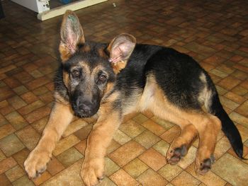 Shephaven Chardonnay. (Ceta). Ceta is full of fun and is a pretty, young ,black and gold, female GSD with a great outgoing character. Loved and spoilt by Tash, Kevin, Amanda and kyle and resides in Taranaki