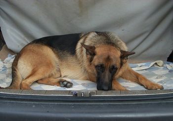 Shephaven Aces High (Delta) Delta is a shy but fun loving girl. She is a lovely black and gold bitch with a lovely stong feminine head. Delta is loved and own by Micheal of Auckland
