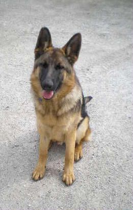 Shephaven Bakardi (Lutha) lives in Pukehina, Te Puke, Bay of Plenty. He is a lovely rich sable with a dark eye. He is loved and cared for by Michelle and Family