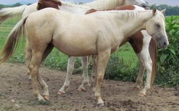Laced Up N Hollywood. AKA: Blondy. $800. Palomino AQHA 2010 Filly. This girl has a big white face and 2 big stockings to boot. She is by our stallion Doc's Sunnyside Up and out of our mare Coosa Te Lace. Her pedigree includes Coosa Lad, Doc Hollywood, Te N Te, and Doublemint Straw. This girl is a mover and a shaker come check her out. SOLD!!! Thanks Jeannie!