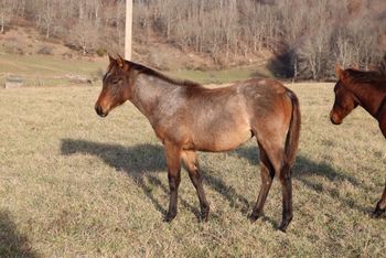 Smokin Twisted Gun. Mae. 2019 AQHA Bay Roan Filly. Sire: ATV Dam: Blue Apache Seeker. Height expectancy: 15 hands. 5 panel NN. This filly is Blueberry's first! We are so excited that all went well and Blueberry is being a wonderful mom. We are so pleased. Pedigree includes: Doc O Lena Twist, Peppymint Twist, Blue Apache Hancock, Wyo O Blue, Hancocks Boy 002, Sugar Bars and more. $2000. SOLD!