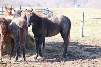 2019 AQHA Blue Roan Filly. By Wrss Wyohancockgunnr and out of Electra Flash. This filly is big, beautiful and easy going. She loves her loves already. Pedigree includes: Blue Apache Hancock, Wyo O Blue, Docs Prescription, Jesse James, Mocha Mint and more. Should mature to 15.2 hands. 5 panel NN. $2300. SOLD!
