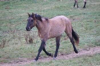 Willows Legacy. Legacy. 2019 AQHA Grulla Roan (possibly grey) filly. By Wrss Wyohancockgunnr and out of Cross H Sixteen. This girl is something special. We lost her mom foaling her this year. We miss Willow every day, but I am so glad we have a little something to keep with us. We are so thankful for this girl. Pedigree includes: Wyo O Blue, Lobo Hancock, Blue Apache Hancock, Peponita, Chukkar Maid and more. Legacy should mature to around 15.1 hands. She is not for sale.
