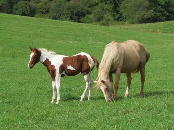 2014 APHA Chestnut Tobiano colt. By Kiss My Tonto and out of Electra Flash. This boy will be big! He should mature around 15.2-3 hands. His pedigree includes: Kiss My Zippo Paint Me Zippo, Zippo Pine Bar, Docs Prescription, Leo Prescription, War Bars Jessie, and many more! Priced at $1300. SOLD!