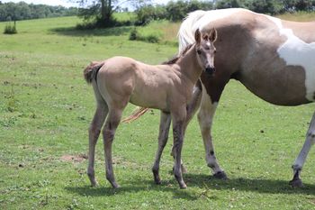 Dolly. 2021 APHA Solid Grulla Paint filly. By ATV and out of Hawks Magic Otoe. This girl is chunky, quick and as pretty as can be. Smart and willing to please. She should mature to roughly 15 hands and be about as wide. Pedigree includes: Otoe, Kiblers BlackHawk, Otoes Goldenrod, Doc O Lena Twist, Peppymint Twist and Royal Silver King. She is 6 panel NN. SOLD.