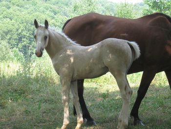2011 AQHA Palomino colt. By our stallion Doc's Sunnyside Up and out of our mare Miss Fancy Hawk. His bloodlines go back to The Superhawk, Doc Hollywood, Doc Bar, Fancy Ace Miss and Flits Nilla Wafer. SOLD!!!