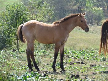 Blue Moon or Nothin. Luna. 2016 AQHA Bay Dun Roan Filly. By Wrss Wyohancockgunnr and out of Nothin Doin. This girl is huge! She should mature to 15.2 hands. Pedigree includes: Two Eyed Jack, Sonny Dee Bar, Blue Apache Hancock, Leo Hancock Hayes, Wyo O Blue and many more! Will be quiet and easy going. This girl would excel in barrel racing, penning, sorting, trail riding or anything. Very nice! She is 5 panel N/N through her parents. She is back up for sale due to no fault of her own, buyer backed out and I was just informed. $1800. SOLD! Thank you Mary!