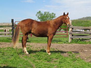 Playguns Frosted Bar. AKA: Frost. 2011 AQHA Chestnut Gelding. By our stallion Gunnin It and out our mare Joy's Flame. Playgun, Smart Little Lena, Smart Daisy Date, and Sugar Bars, Doc Frostline, Miss Frostline, Mr. Frostline, Freckles Playboy, Doc's Hickory. This boys is stout! He should excel in roping, barrel racing, team penning, cutting or reining. This boy is bred to be a performance horse! He is ready to start under saddle! Currently in training with Ashlyn Lewis in NC. Contact for more info and pricing!
