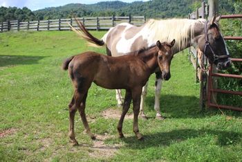 Glory. 2018 AQHA Black Filly. By ATV and out of Hawks Magic Otoe. This solid paint filly is a sweetie! She loves her attention! She's 6 panel NN and her pedigree includes: Otoe, Kiblers Black Hawk, Mini Kitch, Doc O Lena Twist and more. Sold!