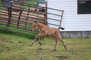 Spin. 2022 AQHA Dun Roan Filly. By Wrss Wyohancockgunnr and out of Smart Chics R Twistd. This girl is a firecracker! Should mature to 14.3 hands. She will be stout. She is also 5 panel NN through sire and dam. Pedigree includes: Chic Please, Doc O Lena Twist, Peppymint Twist, Genuine Doc, Smart Chic Olena, Blue Apache Hancock, Wyo O Blue and more. SOLD.