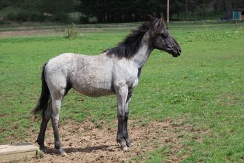 Whiskey N My Bonnet. Ivy. 2018 AQHA Blue Roan, will Grey Filly. By Wrss Wyohancockgunnr and out of Cross H Sixteen. This is one big filly! She has an awesome performance/ranch horse pedigree. She will take you places! Pedigree includes: Drews Hancock, Peponita, Blue Apache Hancock, Gooseberry, Plenty Try, Wyo O Blue, Chukkar Maid and many more. She is 5 panel NN through sire and dam. Ivy is friendly, easy going and great to be around. She loves to please! She knows her basics, halters, loads, leads, picks up feet. SOLD