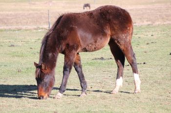 Ruger. 2020 AQHA Dark Bay Colt. By ATV and out of Playguns Smart Sugar. This guy just has the WOW factor. He also have the pedigree to boot. Doc O Lena Twist, Playgun, Smart Little Lena, Freckles Playboy, Royal Silver King, and many more. This guy should mature to 14.3 hands and be just as stocky. Cut cow on him in the am and trail ride in the afternoon, he will literally be able to do it all. 5 panel NN. Priced at $2200. SOLD!