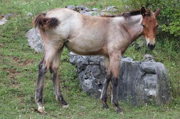 Malibu. 2020 AQHA Bay Roan Filly. By Wrss Wyohancockgunnr and out of Seekin N Twistin. This filly is big, stocky and just nice already! She is 5 panel NN. Should mature to 15.1-2 hands. Pedigree includes: Doc O Lena Twist, Doc Frostline, Miss Frostline, Blue Apache Hancock, Wyo o Blue and more. Could be homozygous roan. Priced at $2400. SOLD!