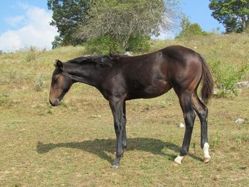 ATVS Hickory Chick. Espresso. 2016 AQHA Dark Bay Filly. By ATV and out of Kr Hickory Chick. This filly is so compact and put together so well! Nice bone, petite, this girl will be able to eat up a barrel pattern or make some quick twists and turns for cutting or have a pretty sliding stop for reining. Pedigree includes; Peppy San Badger, Docs Hickory, Doc O Lena Twist, Peppymint Twist, Freckles Twist, Royal Silver King and many more. She is 5 panel N/N! Priced at $1600. SOLD! Thank you so much Bernetta!