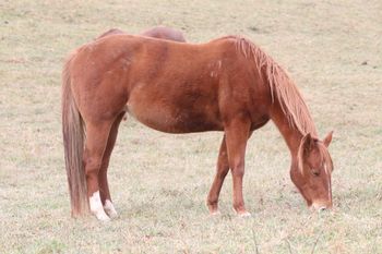 Smart Sugar Playgun. Bellatrix. 2013 AQHA Chestnut filly by Gunnin It and out of Big M Flamin Gay. Not for sale! We are so excited for this girl, this is Sugar's last foal and we were hoping for a healthy filly, and that is exactly what we got! 5 Panel N/N.