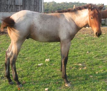 Zephyr. 2011 AQHA Bay Roan stud colt. $900. He is going to be a big, broad guy! His pedigree includes Sugar Bars, Our Hide N Seeker, RR Hancock Bluebeard, Hancock, Playgun, Smart Little Lena, Miss Silver Pistol, and Three Bars. Come check him out! SOLD!!!